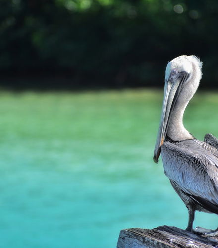 Foto de Avistamiento de aves en la reserva de Sian Ka&apos;an