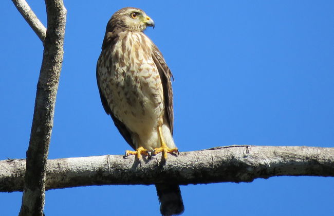 Avistamiento de aves en la reserva de Sian Ka'an - Foto 2