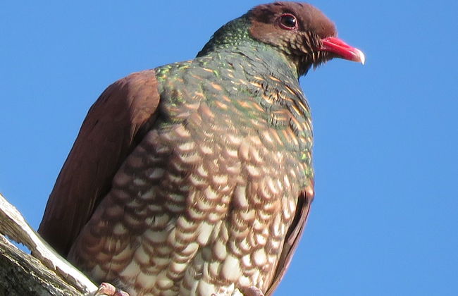 Avistamiento de aves en la reserva de Sian Ka'an - Foto 6