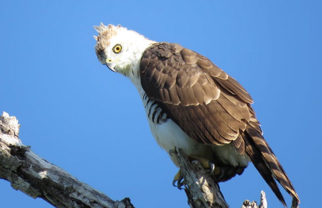 Avistamiento de aves en la reserva de Sian Ka'an - Foto 4