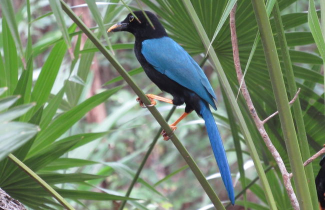 Avistamiento de aves en la reserva de Sian Ka'an - Foto 3