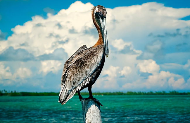 Avistamiento de aves en la reserva de Sian Ka'an - Foto 8