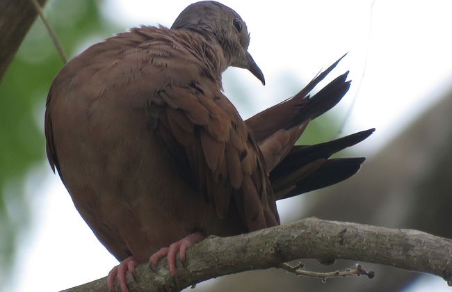 Avistamiento de aves en la reserva de Sian Ka'an - Foto 7