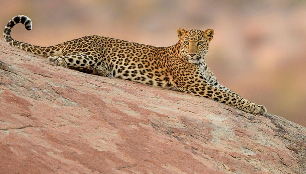 Safari privado por Jawai Dam - Foto 5