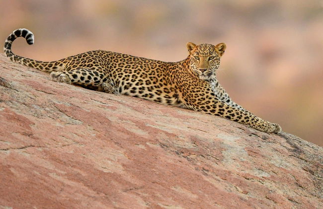 Jawai Dam Private Safari - Photo 5