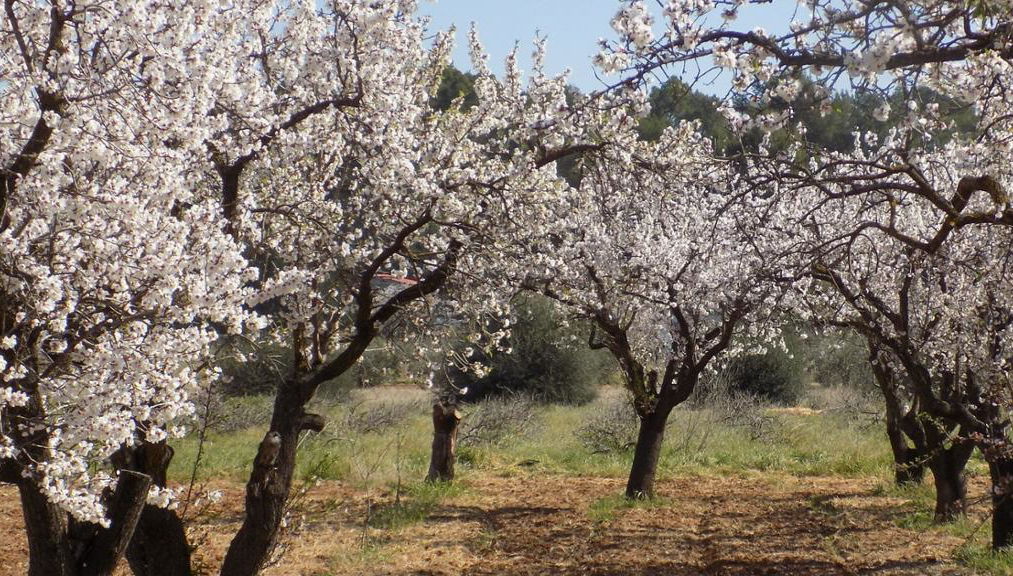 From Calpe or Altea: Jalon Valley - Foto 1