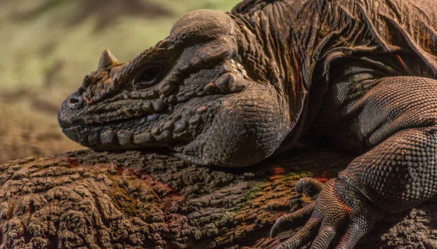 Excursión al lago Enriquillo - Photo 2