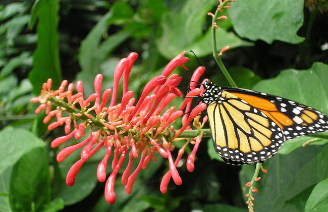 Conservatorio de mariposas - Foto 3