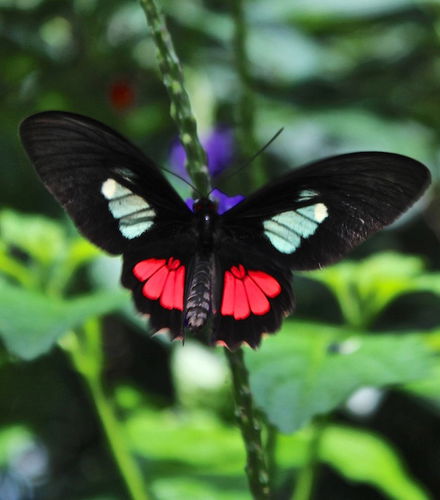 Photo – Butterfly Conservatory
