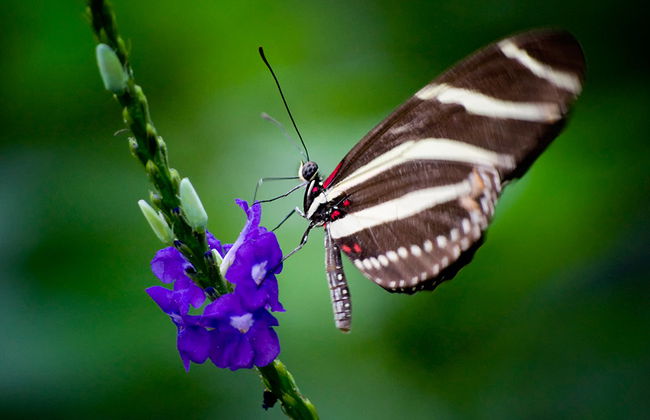 Conservatorio de mariposas - Foto 4