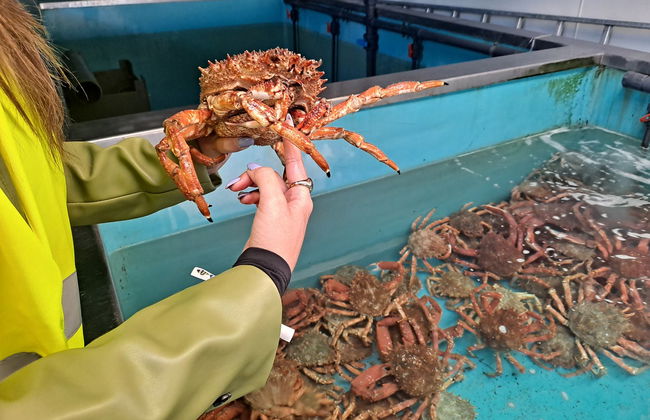 Tour por el puerto de Vigo + Visita a un vivero de marisco - Photo 5