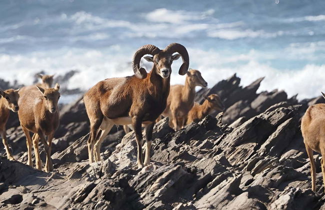 Excursión al Parque Nacional de Asinara - Foto 9