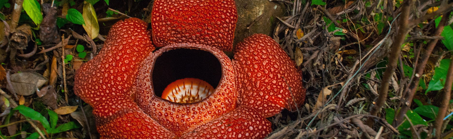 Cameron Highlands Rafflesia Excursion - Foto 1