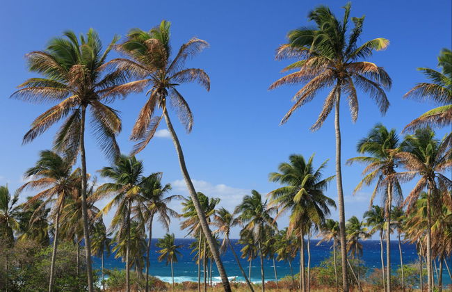 Beaches of Saint Kitts Tour - Photo 7
