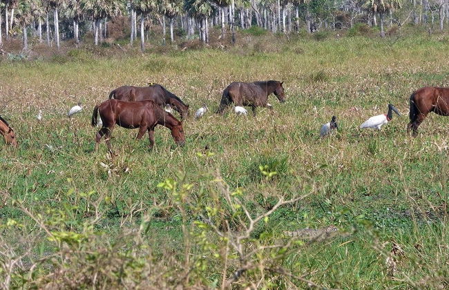 Missões Jesuíticas de Moxos + Lagoa Coitarama - Foto 3