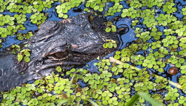 Paseo en barco por la Reserva de Barataria - Foto 2