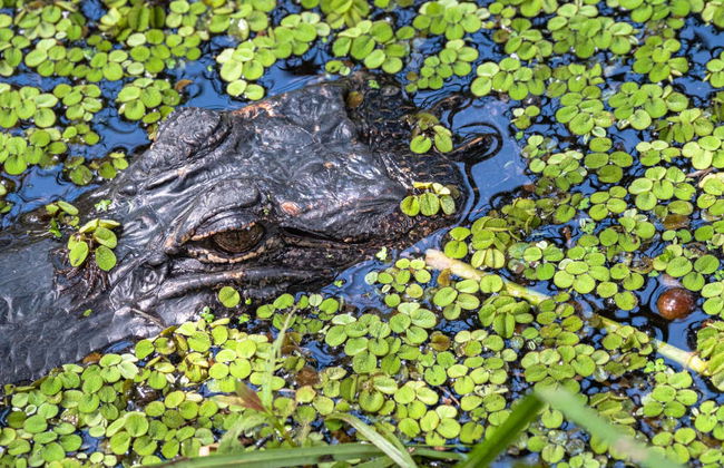 Airboat Trip in Barataria Preserve - Photo 4
