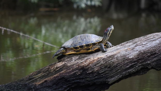 Paseo en barco por la Reserva de Barataria - Foto 3