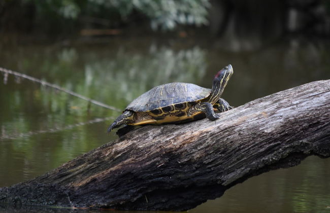 Airboat Trip in Barataria Preserve - Photo 3