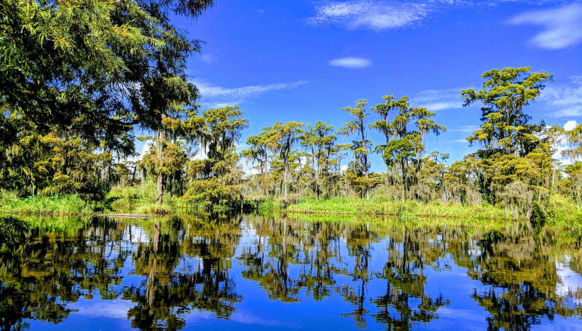 Paseo en barco por la Reserva de Barataria - Foto 1