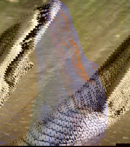 Bild - Airboat Trip in Barataria Preserve