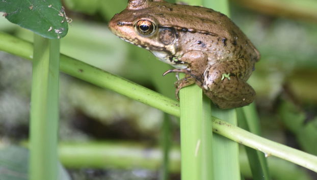 Paseo en barco por la Reserva de Barataria - Foto 5