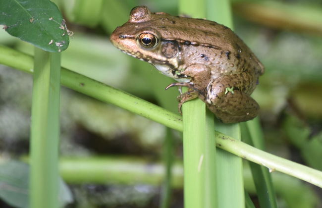 Airboat Trip in Barataria Preserve - Photo 7