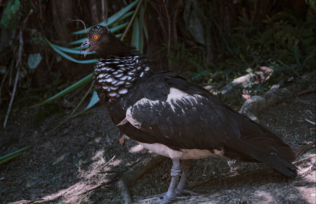 Escursione alla Ciénaga Grande de Santa Marta - Foto 5