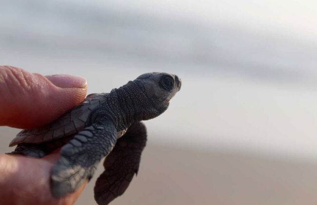 Excursión a la laguna de Tres Palos - Foto 6