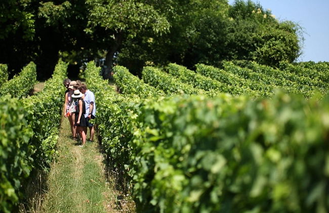 Excursão a Saint-Émilion + Degustação de vinhos em uma adega - Foto 5