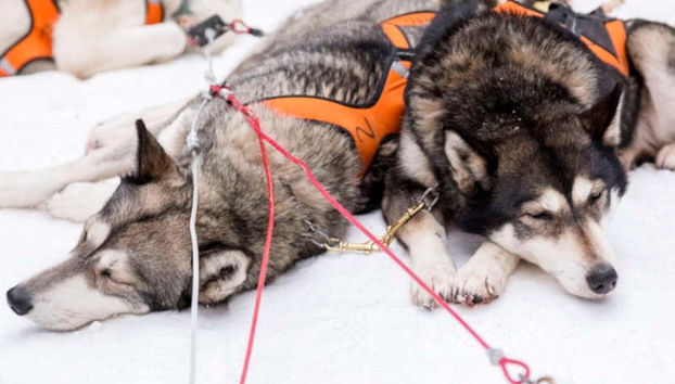 Reindeer & Husky Sleigh Ride - Photo 5