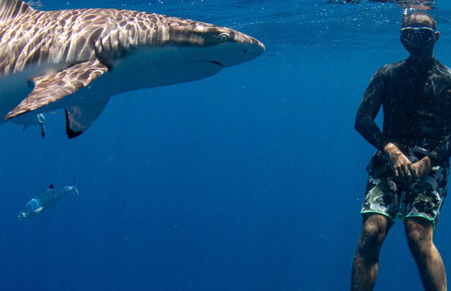 Snorkel con tiburones + Barco hundido - Foto 7