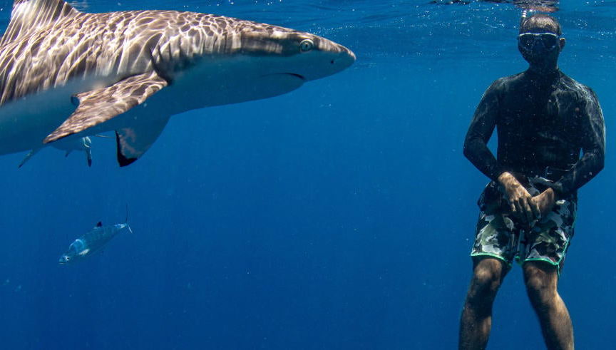Snorkel com tubarões + Barco naufragado