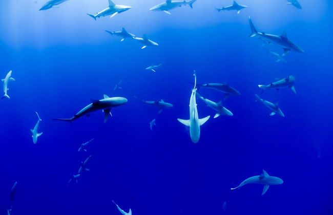 Bautismo de buceo en Maafushi - Foto 5