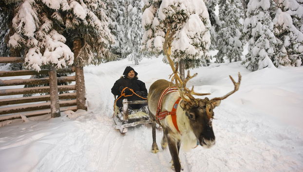 Snowmobile & Reindeer Sleigh Tour - Photo 5