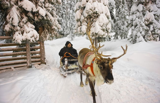 Snowmobile & Reindeer Sleigh Tour - Photo 5