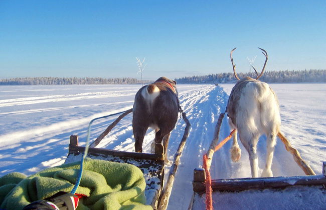 Snowmobile & Reindeer Sleigh Tour - Photo 2