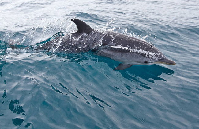 Avistamiento de delfines en Fuengirola - Foto 1