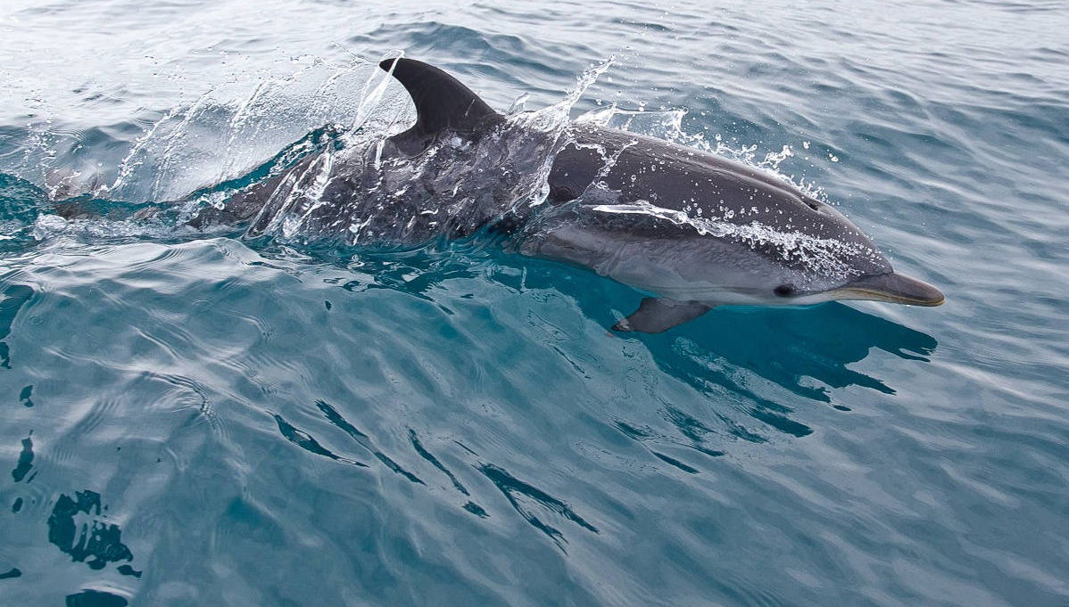 Avistamento de golfinhos em Fuengirola - Foto 1