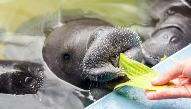 Iquitos Guided Tour - Foto 3