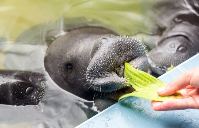 Iquitos Guided Tour - Foto 3