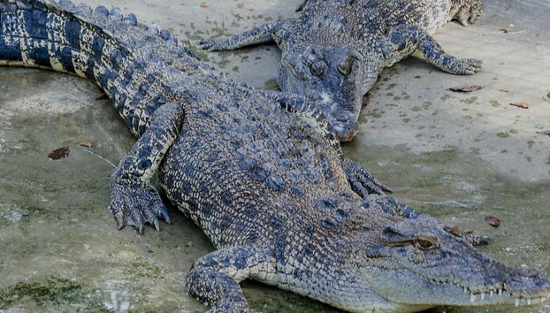 Crocodile Park & Tribu K’Mindanawan Tour - Photo 5