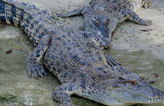 Excursión a Crocodile Park + Tribu K’Mindanawan - Foto 5