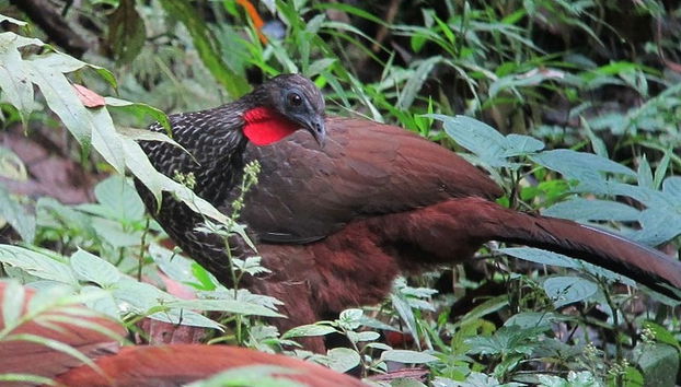 Quimbaya Bamboo Raft Ride - Photo 5