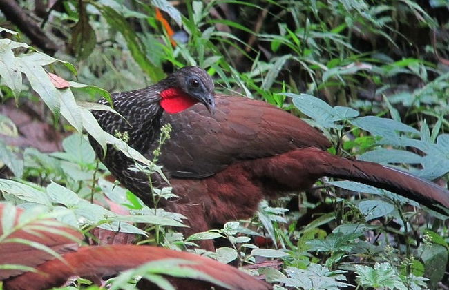 Passeio de jangada de bambu por Quimbaya - Foto 6