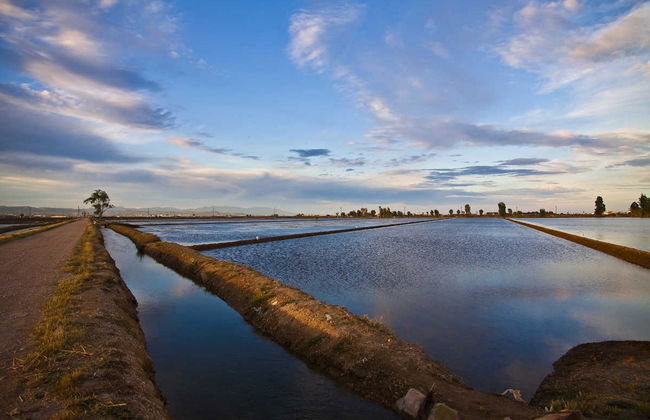 Excursão ao Delta do Ebro + Passeio de catamarã - Foto 3