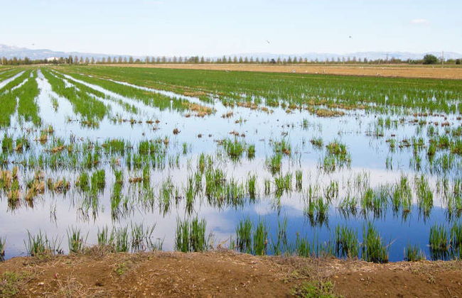Excursión al Delta del Ebro + Paseo en catamarán - Foto 3
