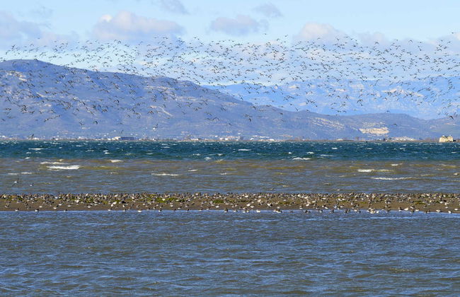 Excursão ao Delta do Ebro + Passeio de catamarã - Foto 6