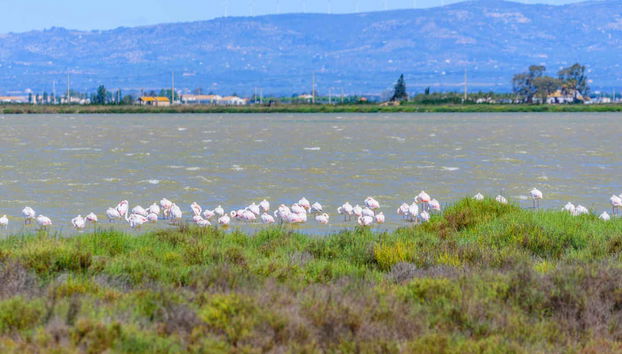 Excursion dans le delta de l'Èbre + Balade en catamaran - Photo 2