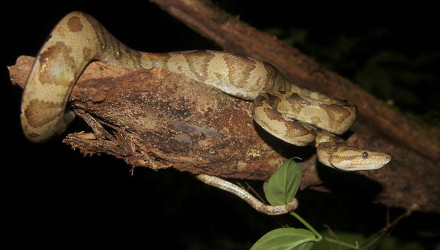 Amazon Night Hike - Photo 2
